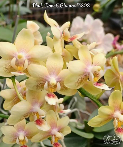 美琪園藝Miki Orchid - 品種詳細頁